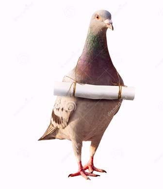 pigeon-bird.jpg