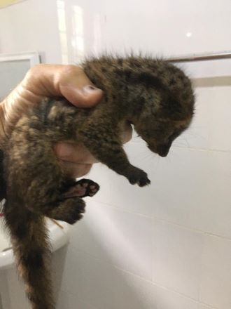 Civet_2.jpg