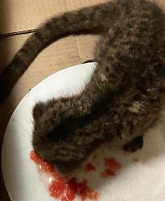 Just another week: Sinkholes and Civets